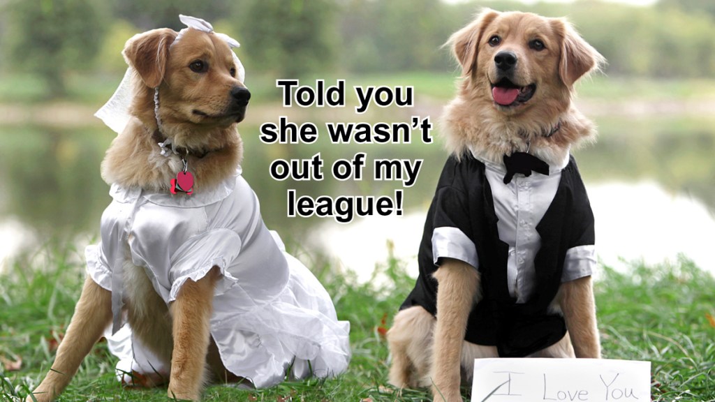 Golden retrievers in wedding tux and gown with caption, "Told you she wasn't out of my league!"