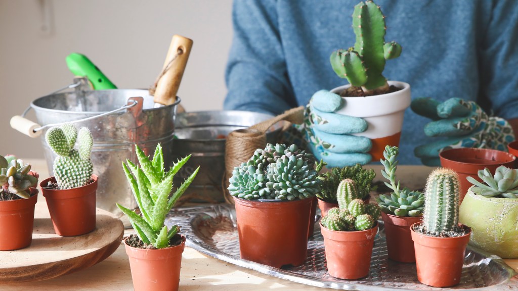 How to revive a succulent: Woman with gloves on transplanting small cactus and succulent plants from their plastic nursery pots into small terra cotta pots 