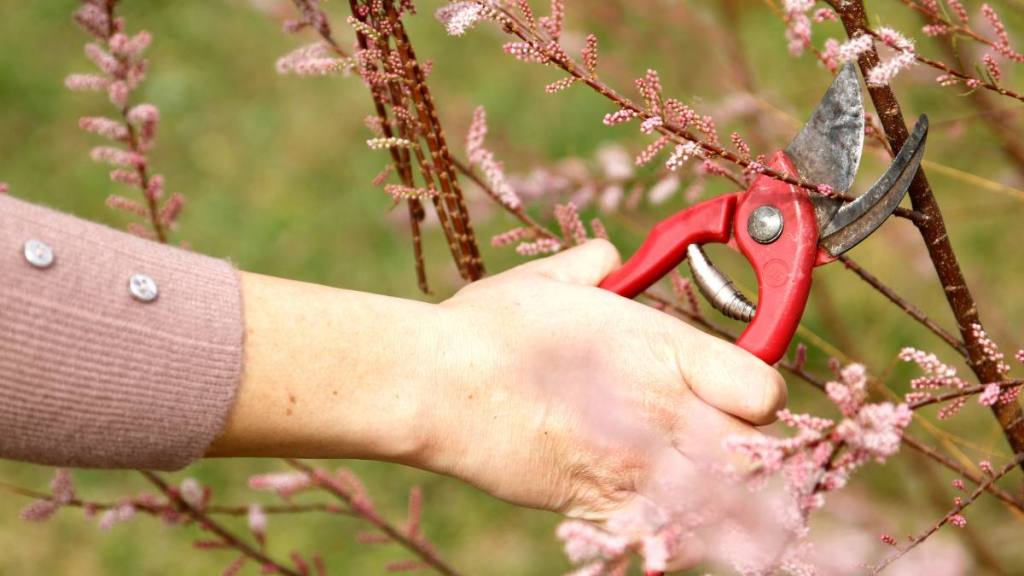 What Keeps Mice Away: Woman trimming flowers in the garden
