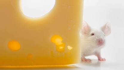 What Keeps Mice Away: White mouse with cheese, studio shot
