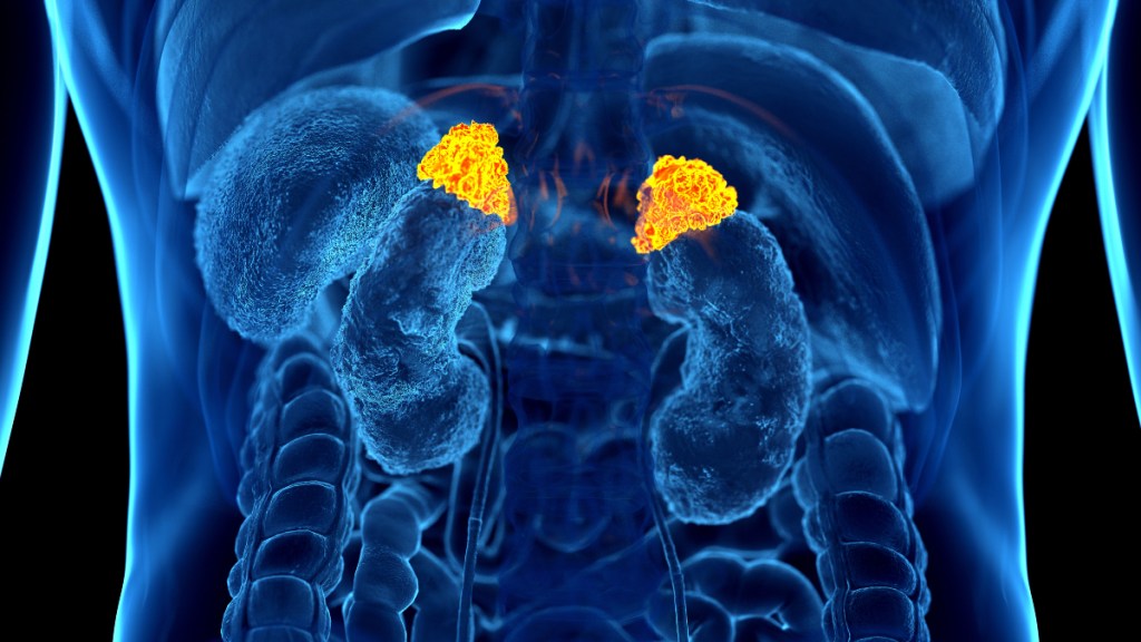 An illustration of the adrenal glands