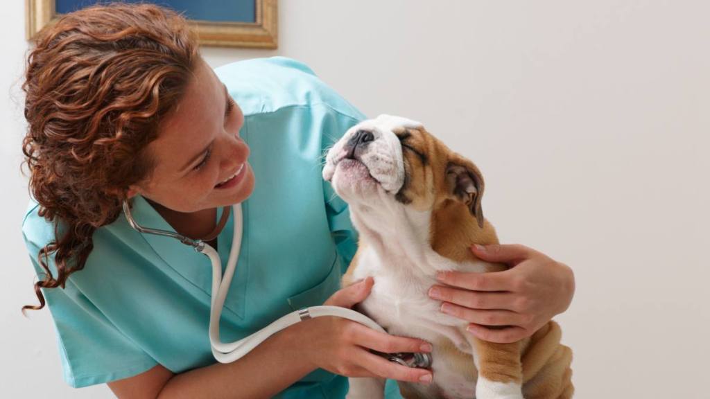 Why is my dog sneezing so much: Veterinarian Examining Smiling Bulldog Puppy