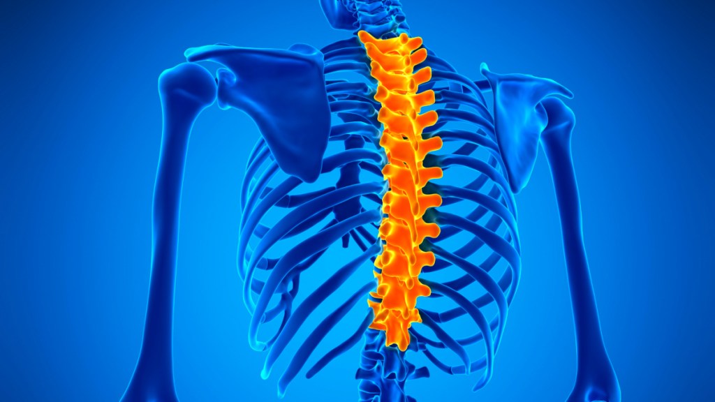 An illustration of the thoracic spine, which is where upper back pain between the shoulder blades occurs