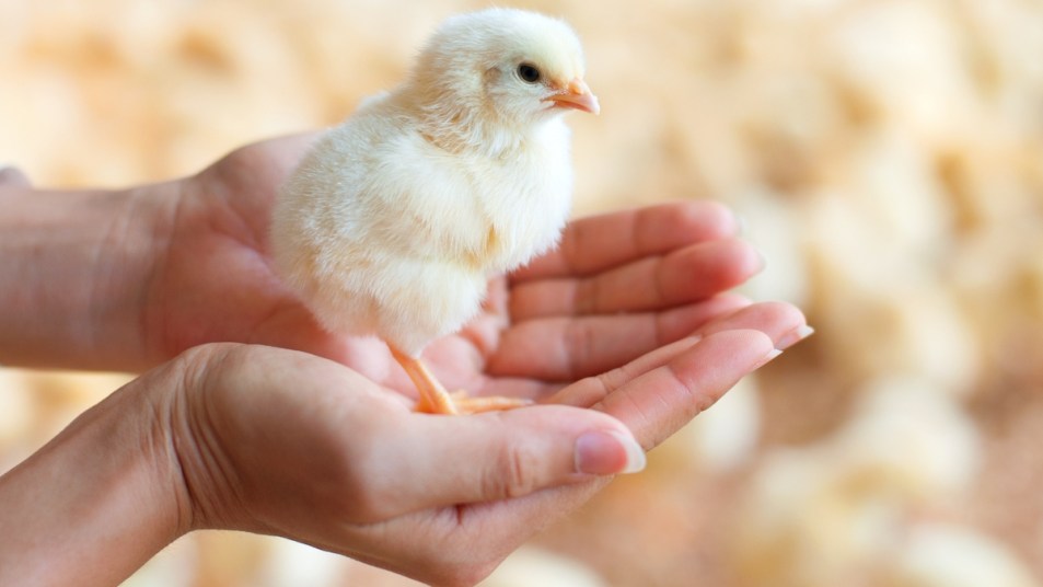 Close-up of woman's hands holding baby chick