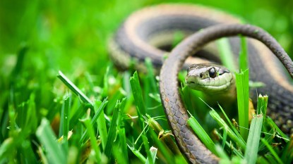 snake in the grass for how to get rid of snakes in your yard