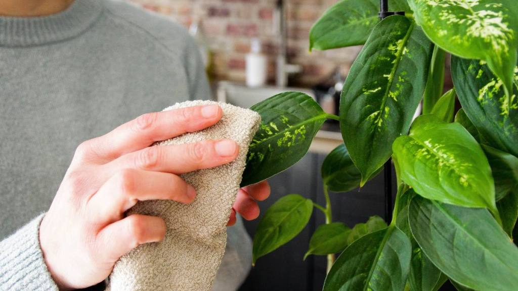 How to clean plant leaves: Women in gray sweater remove dust from plant leaves.