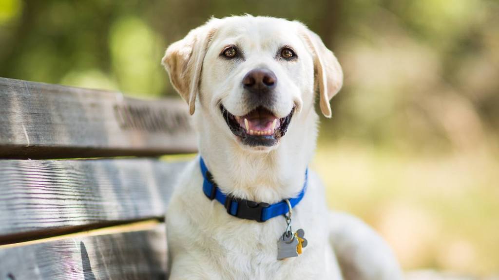 Uses for clear nail polish: A yellow Labrador Retriever dog smiles as it lays on a wooden bench outdoors on a sunny day.