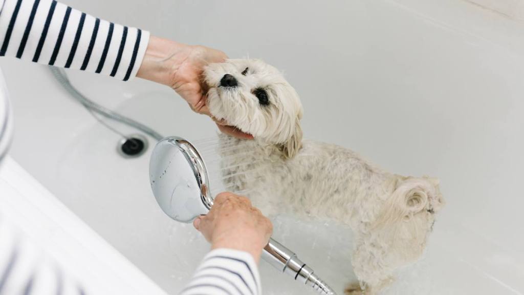 Why does my dog have dandruff: Cropped woman's hands washing maltese dog in bathtub at home - Pet love concept