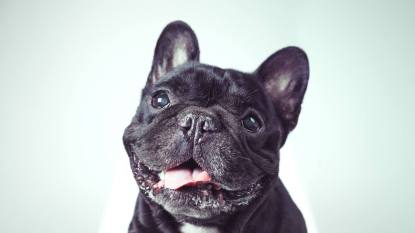Why does my dog have dandruff: Portrait of a happy old french bulldog looking at camera