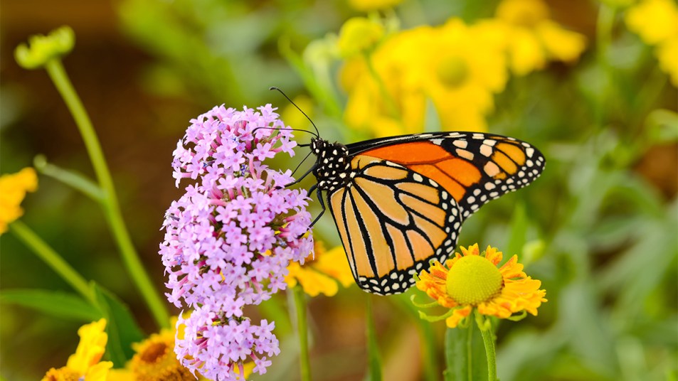 A monarch butterfly feeding on pink flowers in a summer garden