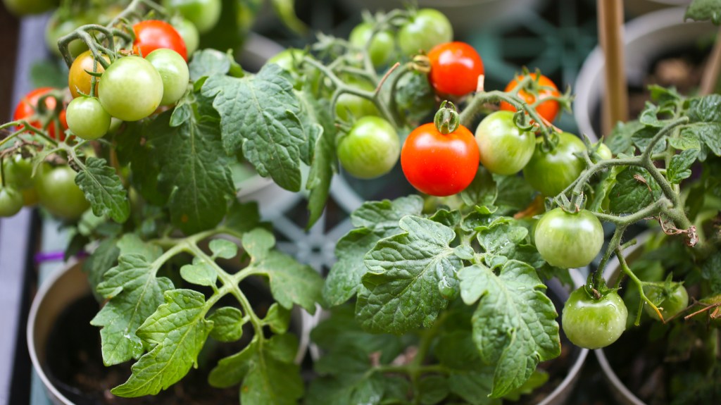 Kitchen garden: Cherry tomato plants growing in small plant pots