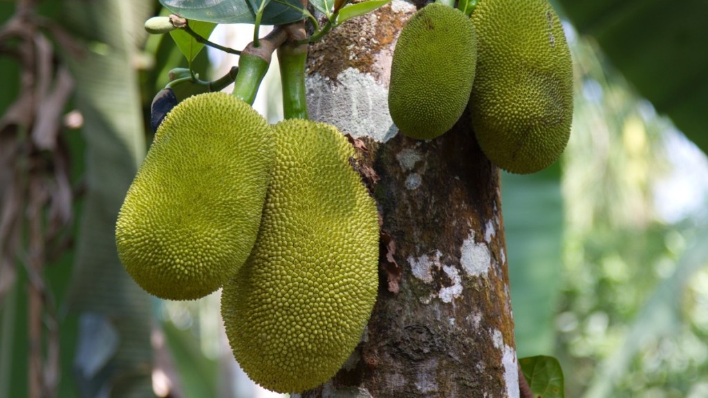 Jackfruit, which has a green color and bumpy skin, growing on the bark of a tree