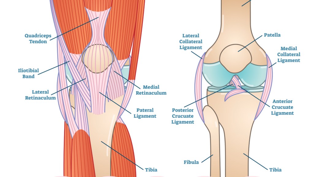 An illustration of muscles and tendons around the knee, which can cause pain