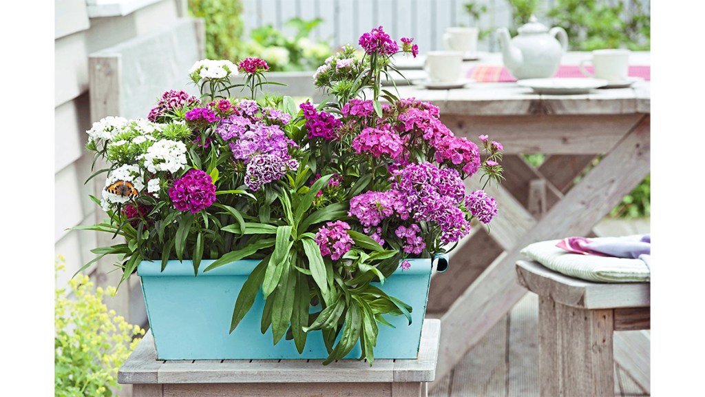 Sweet William container flower display