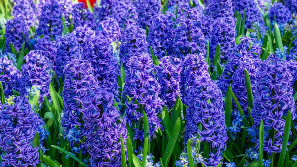 purple flowers; color you healthy