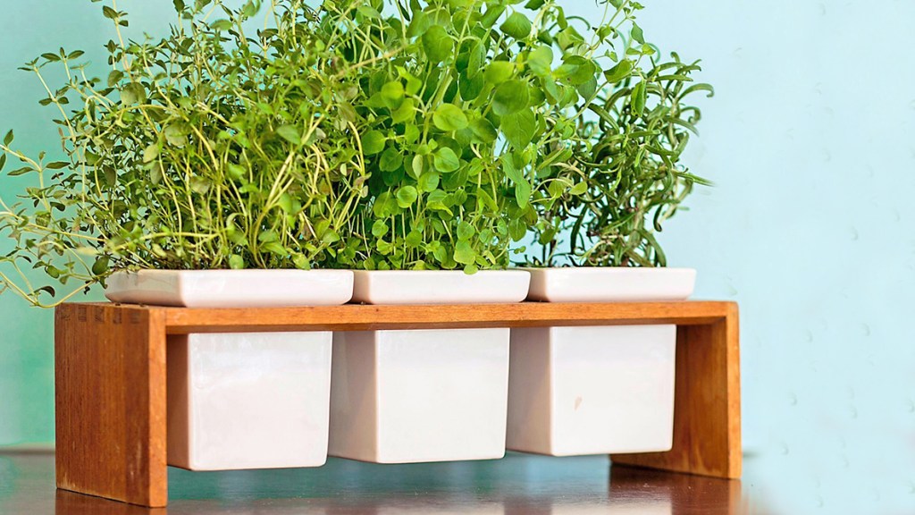 Kitchen garden: Thyme, Italian oregano and tarragon growing in small pots resting in a wooden plant holder