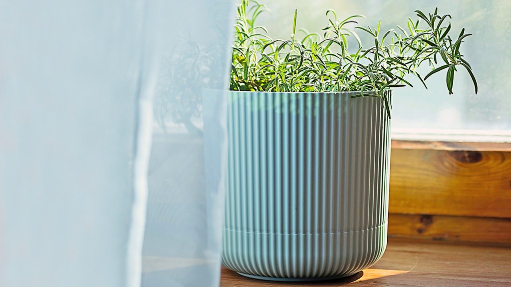 Kitchen garden: Rosemary growing in a blue pot on a windowsill behind a light-blue, sheer curtain