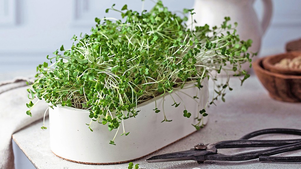 Kitchen garden: Microgreens growing in a small oval dish on kitchen countertop next to scissors, a kitchen towel and other kitchen items