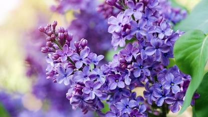 Blossoming lilac tree