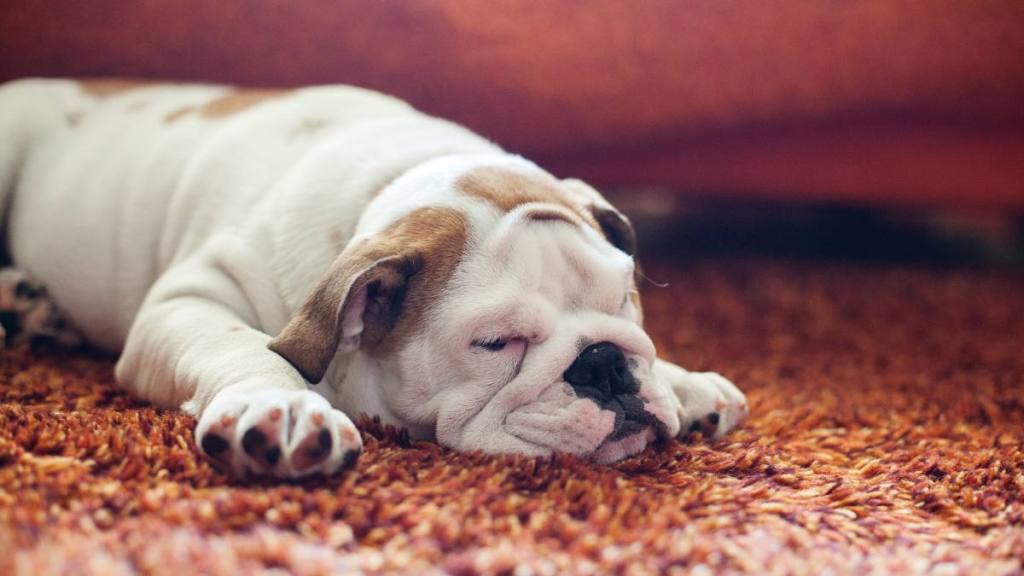 uses for shaving cream: English Bulldog Puppy on carpet