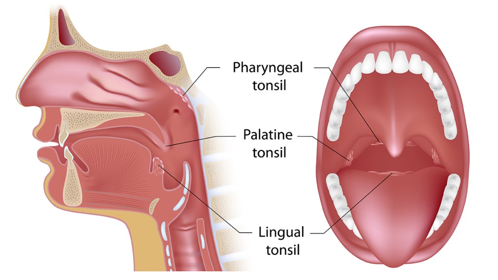 Anatomy of tonsils