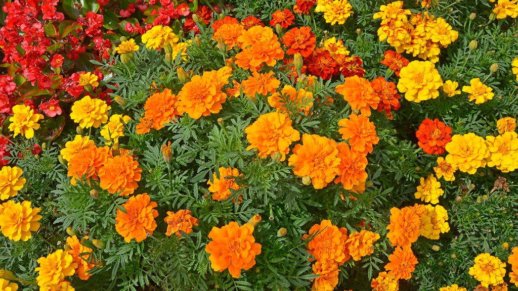 A field of marigolds