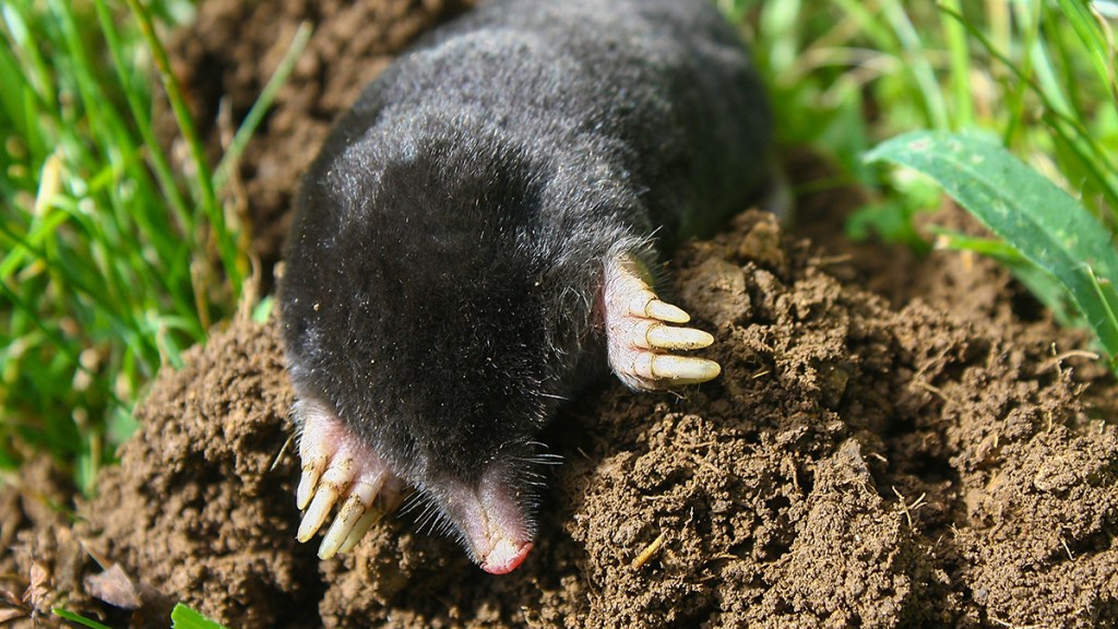 Mole coming out of hole