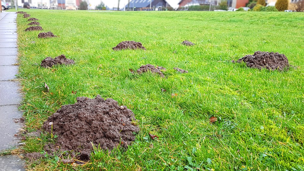 Intrusive mole hills in a lawn