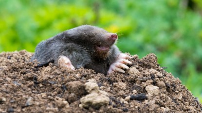Mole crawling out of hole