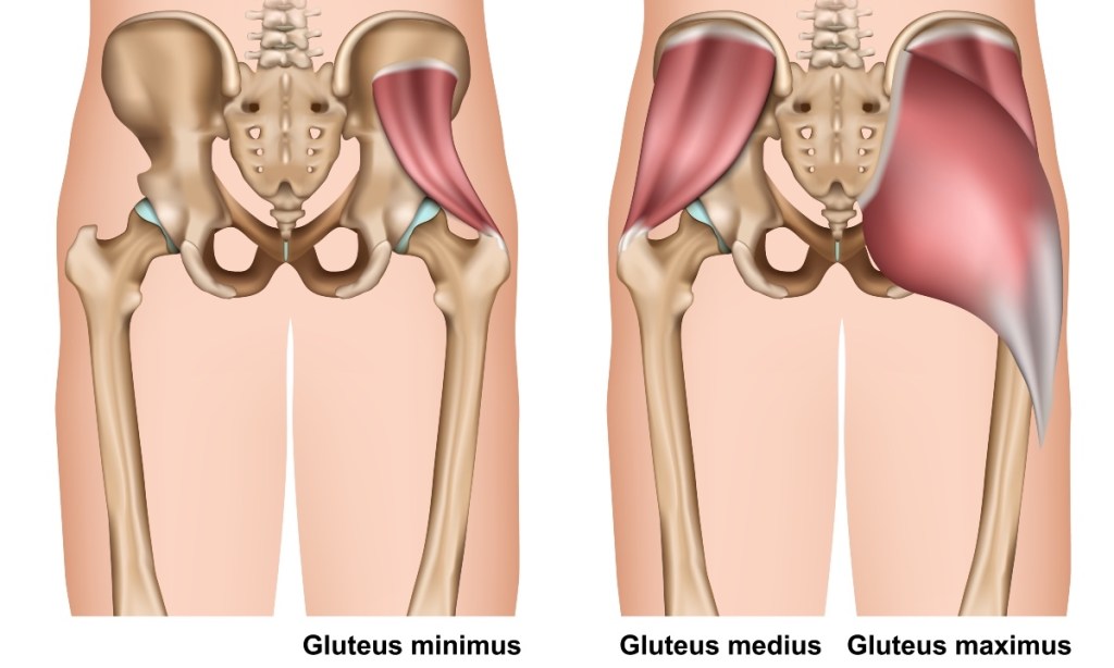 An illustration of glute muscles