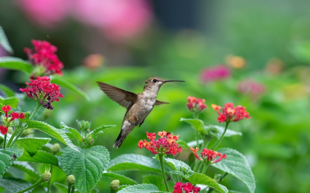 Spending time in nature with hummingbirds to lower cortisol