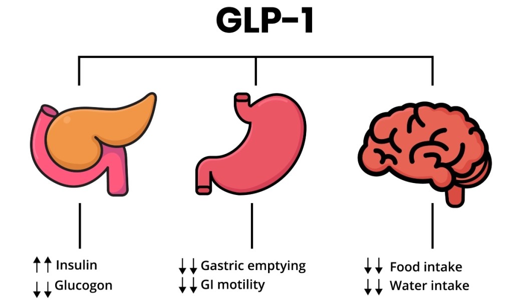 GLP-1, as impacted by avocado seed tea