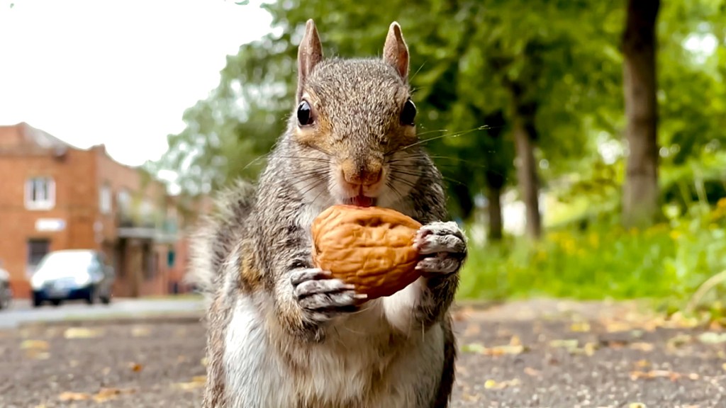 Squirrel eating a walnut stolen from a bird feeder