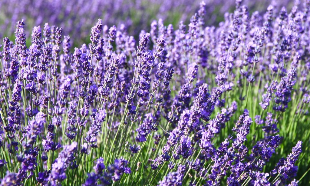 Sprigs of lavender used to make lavender tea