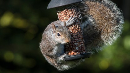 Squirrel wrapped around a small bird feeder