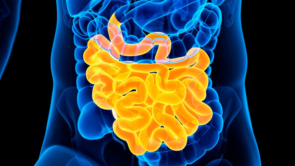 Small intestine (highlighted in gold) with large intestine wrapping around
