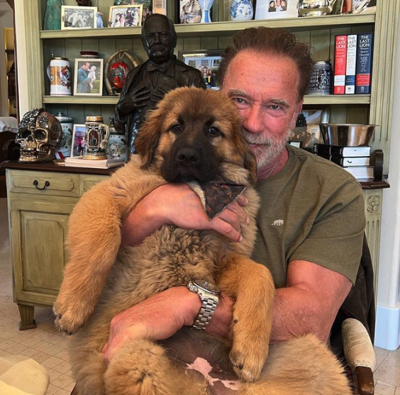 Arnold with schnitzel