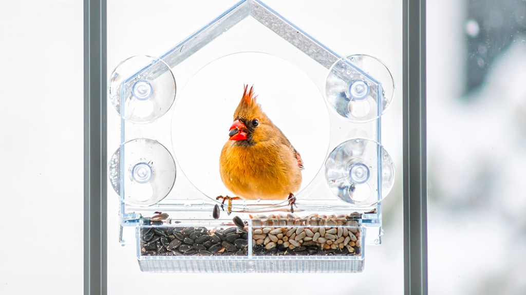 window bird feeder