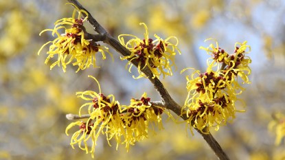 The plant witch hazel, which provides an extract that can help with hemorrhoids