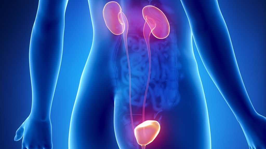 Medical illustration of the kidneys and the bladder