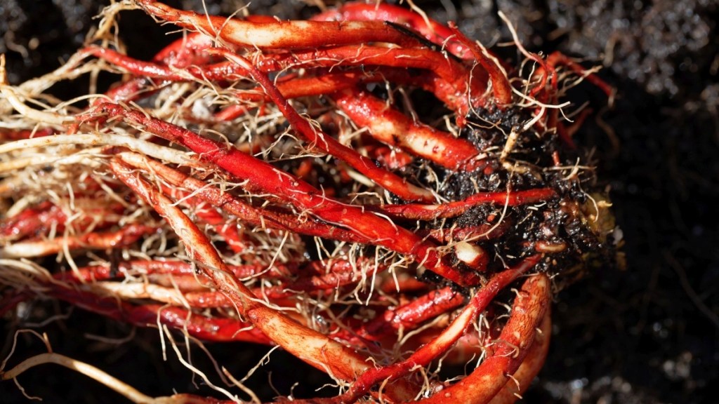 Roots of the red sage plant