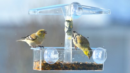Two goldfinches in a window bird feeder