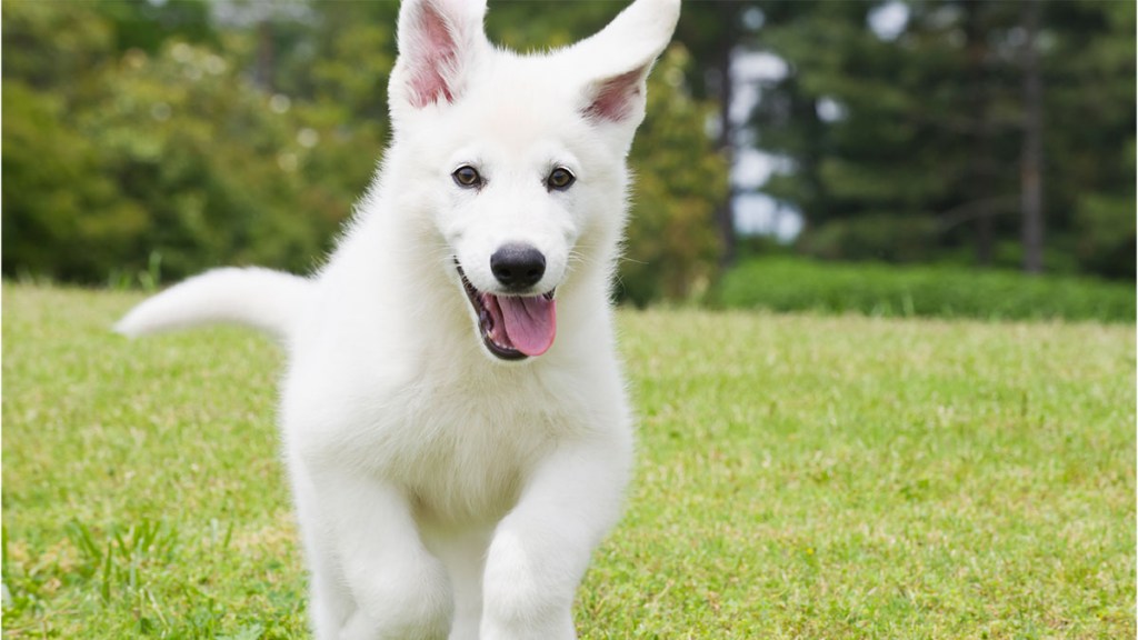 white dog in grass