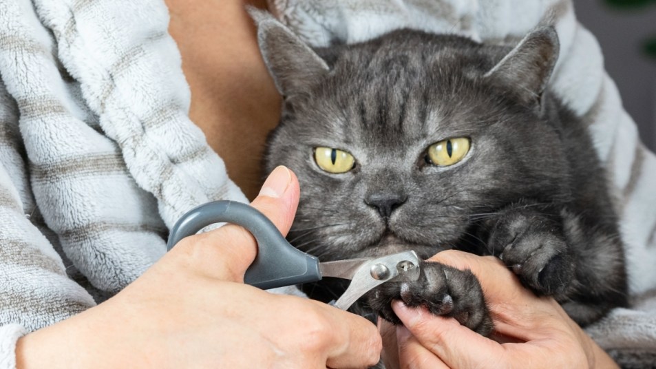 Woman trimming grey cat's nails