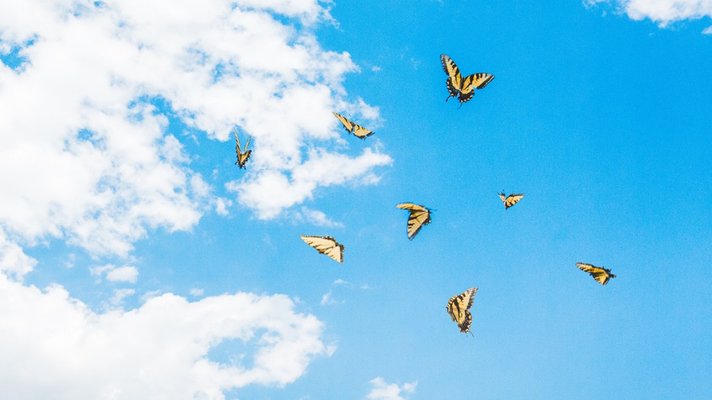 Butterflies flying free in a clear blue sky