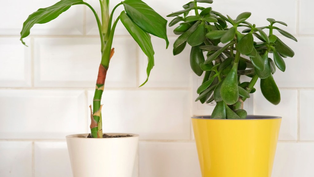 houseplants in white and yellow planters