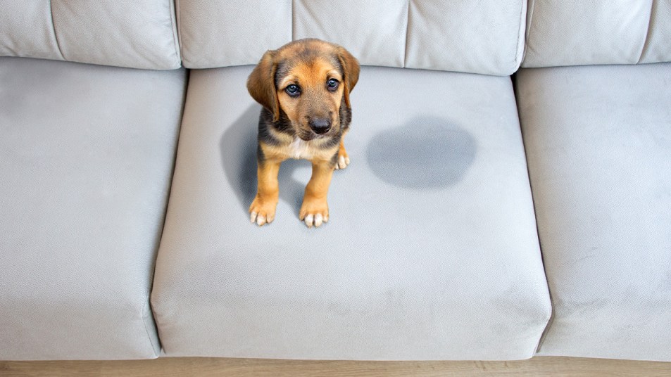 cute puppy on couch sitting next to pee smell and stain on couch