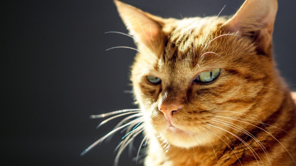 Orange cat grumpy and holding a grudge