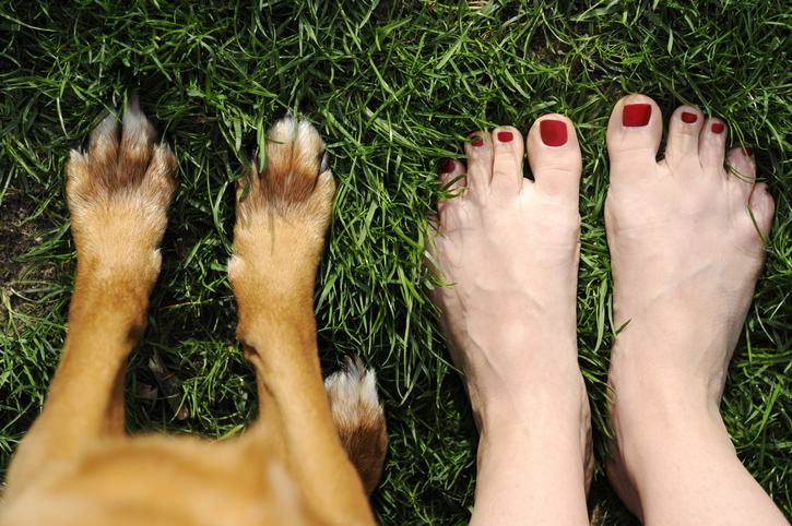 Dog feet next to human feet in the grass and maybe dog is thinking about licking those feet