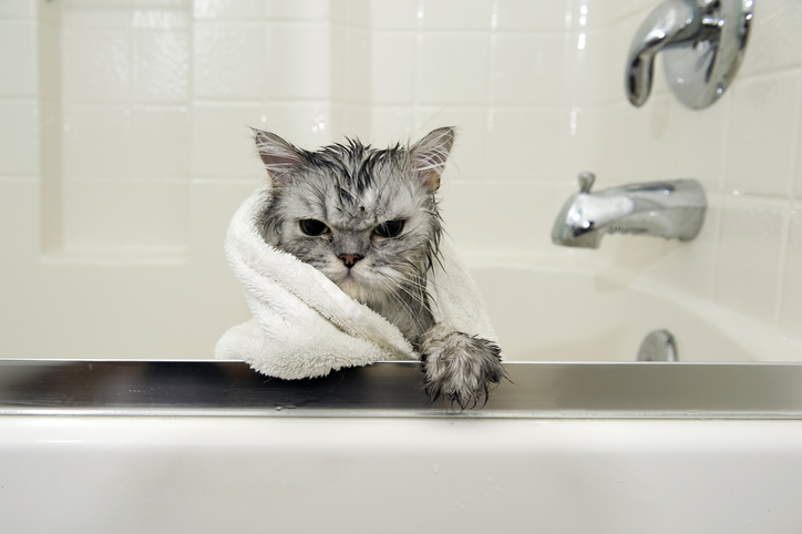 cat holding a grudge from taking  a bath